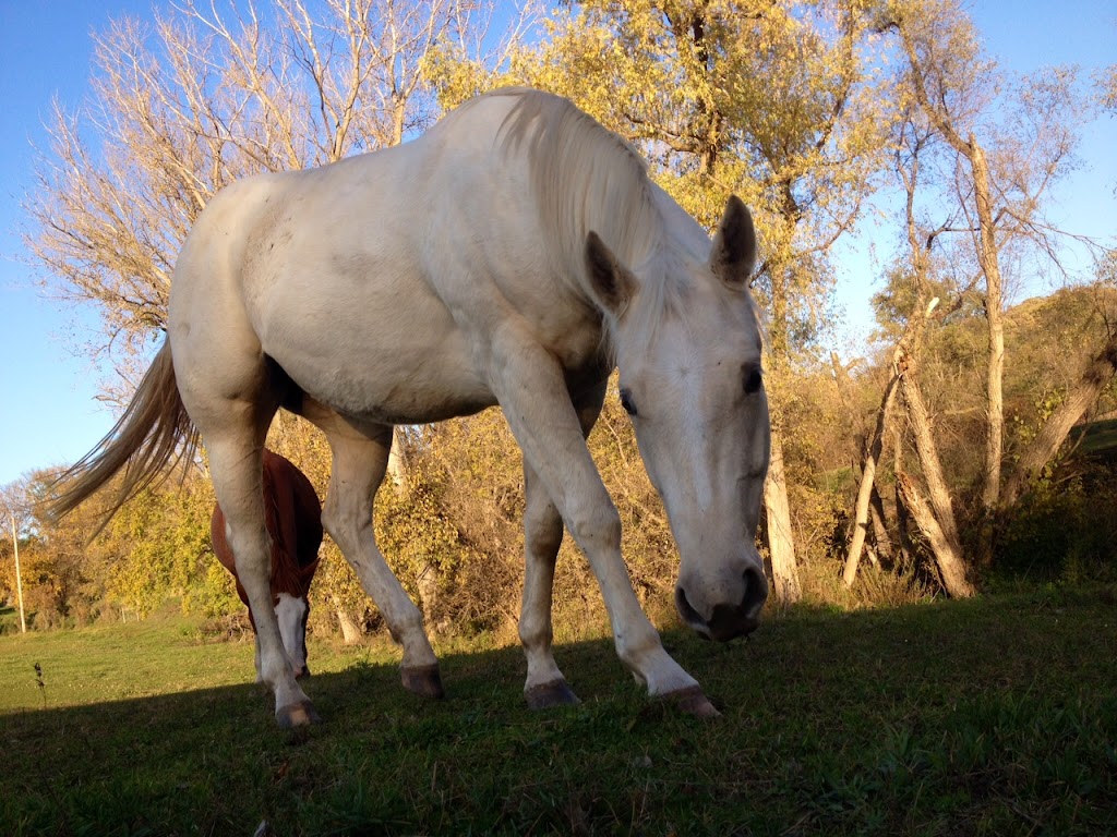 Hold Your Horses | 9255 Co Rd P32, Fort Calhoun, NE 68023, USA | Phone: (402) 657-6025