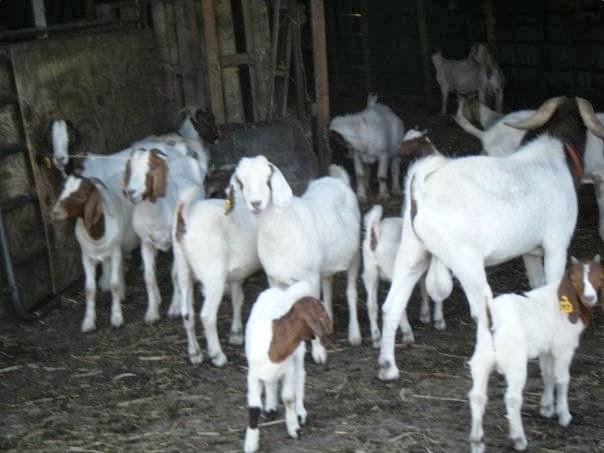 Meyer-Beebe Boer Goats | 5898 E Arcade Rd, Arcade, NY 14009, USA | Phone: (585) 322-2389