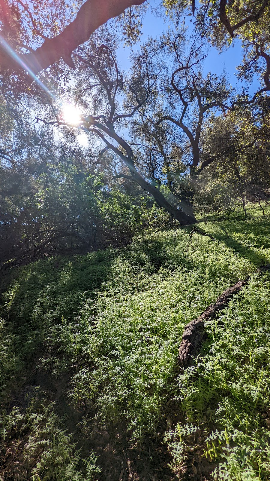 Grand Avenue Park Trailhead | Chino Hills, CA 91709, USA | Phone: (909) 364-2700