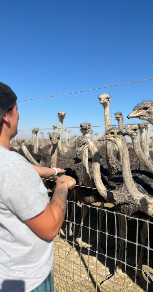 American Ostrich Farms | 20601 S Pleasant Valley Rd, Kuna, ID 83634, USA | Phone: (208) 995-8295