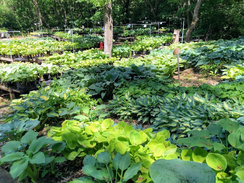 Land of the Giants Hosta Farm LLC | 9106 N Raven Ct, Milton, WI 53563, USA | Phone: (608) 580-0190