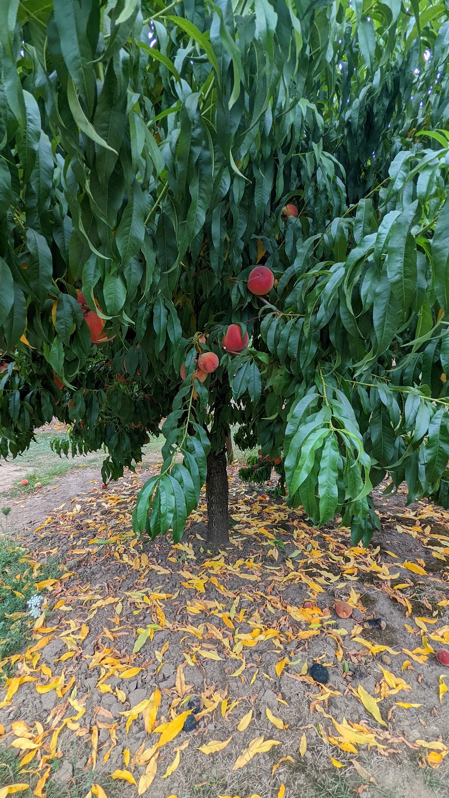 Ken & Junes Hazelnuts Melcher Family Farms | 8046 McKay Rd NE, St Paul, OR 97137, USA | Phone: (503) 633-2191