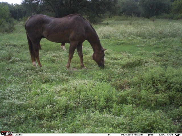 Fry Equine Health Mobile Large Animal Veterinarian | 10930 Ranch Rd 1431, Marble Falls, TX 78654, USA | Phone: (830) 220-4712