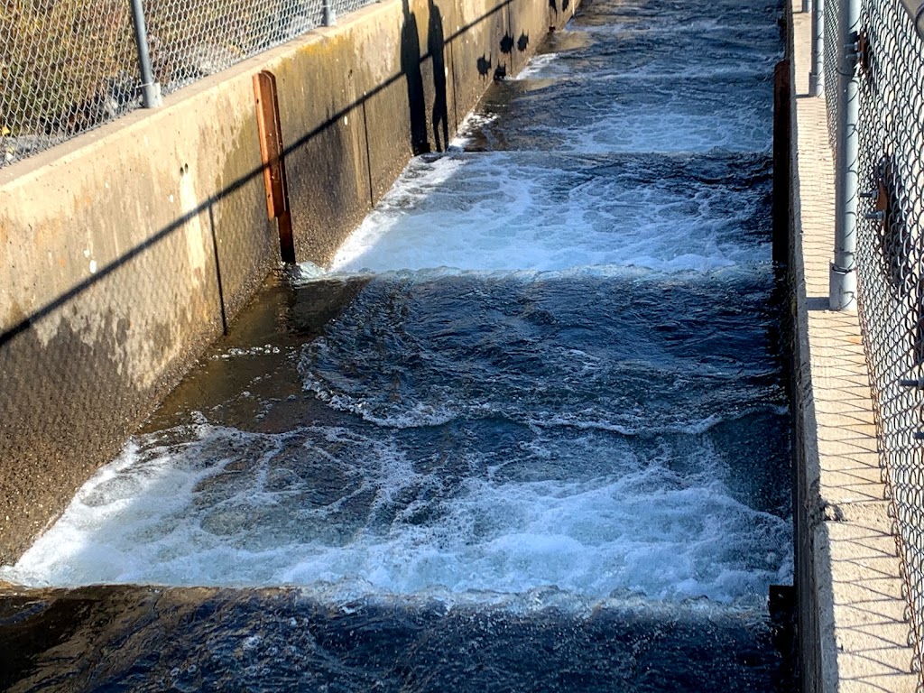 Nimbus Fish Hatchery | 2001 Nimbus Rd, Gold River, CA 95670, USA | Phone: (916) 358-2884