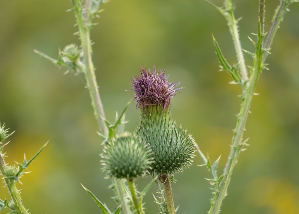 McGuffey Wildlife Preserve | 4448 McGuffey Rd, Lowellville, OH 44436, USA | Phone: (330) 702-3000