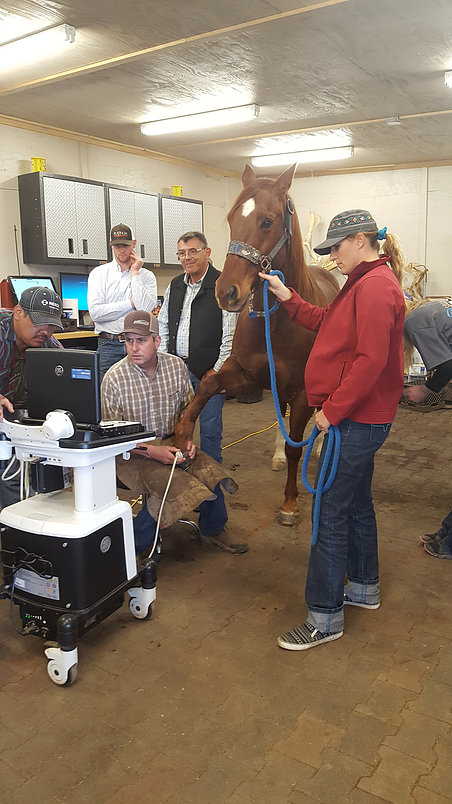 Tri Star Equine Veterinary Services | 24860 N Tully Rd, Acampo, CA 95220, USA | Phone: (209) 367-1160