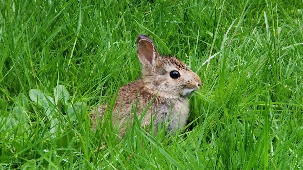 West Hylebos Wetlands Park | 411 S 348th St, Federal Way, WA 98003, USA | Phone: (253) 835-6901