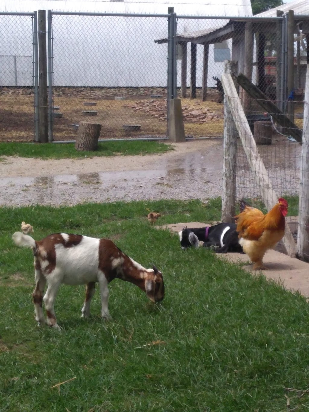 Rainbow Ranch Petting Zoo | 9906 IL-15, Nashville, IL 62263, USA | Phone: (618) 424-7979