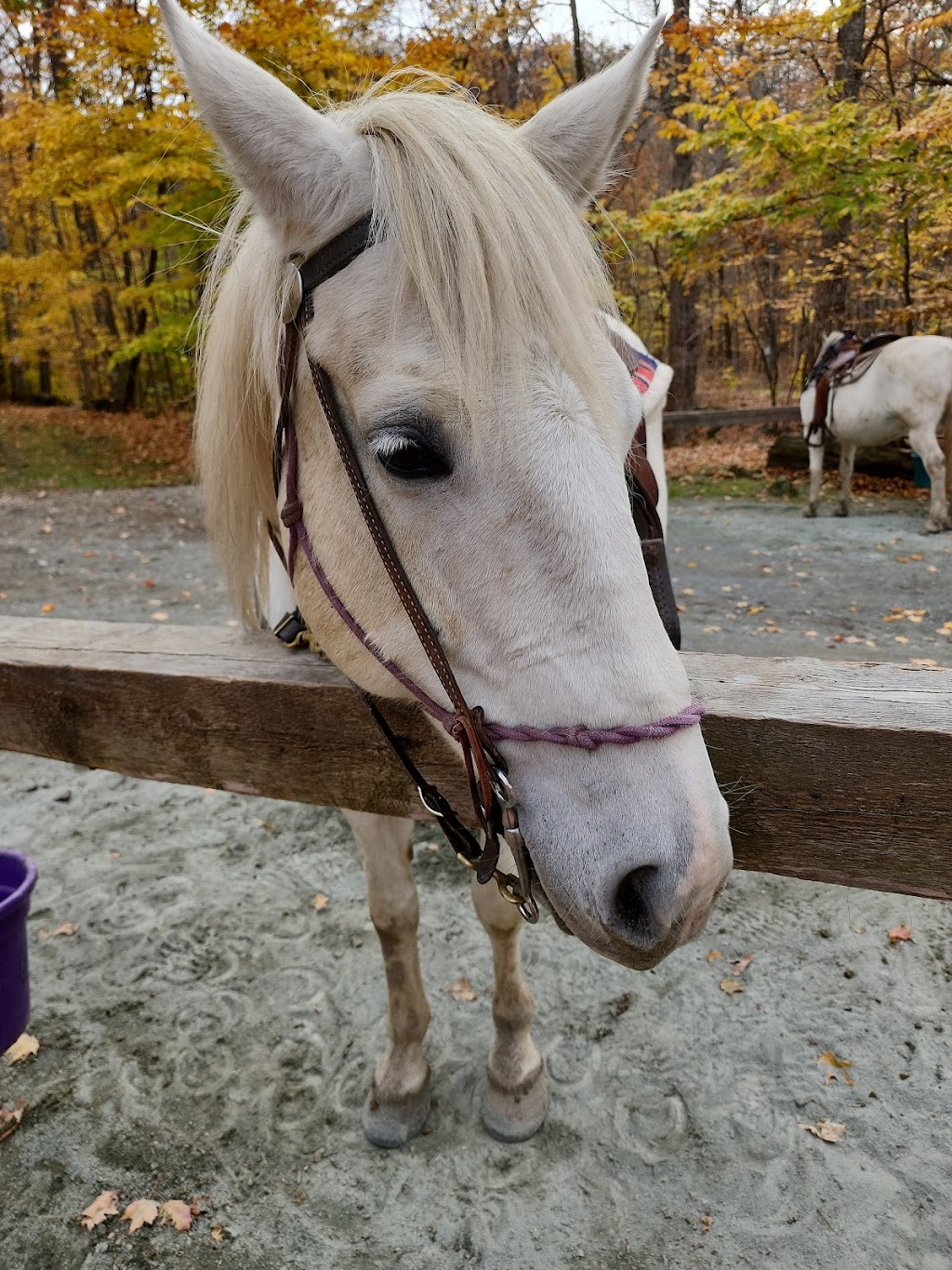 One Trick Pony Rides | 542 Kautz Hollow Rd, Johnsonville, NY 12094, USA | Phone: (518) 663-5542