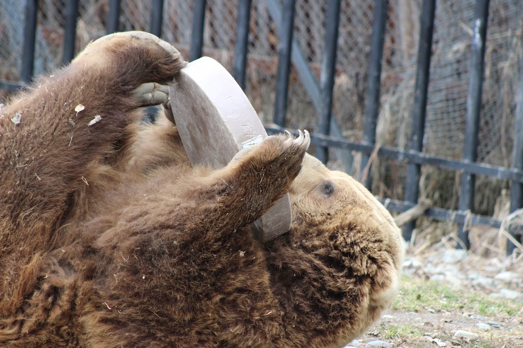 Brown Bear Exhibit | 4731 OMalley Rd, Anchorage, AK 99507, USA | Phone: (907) 346-2133