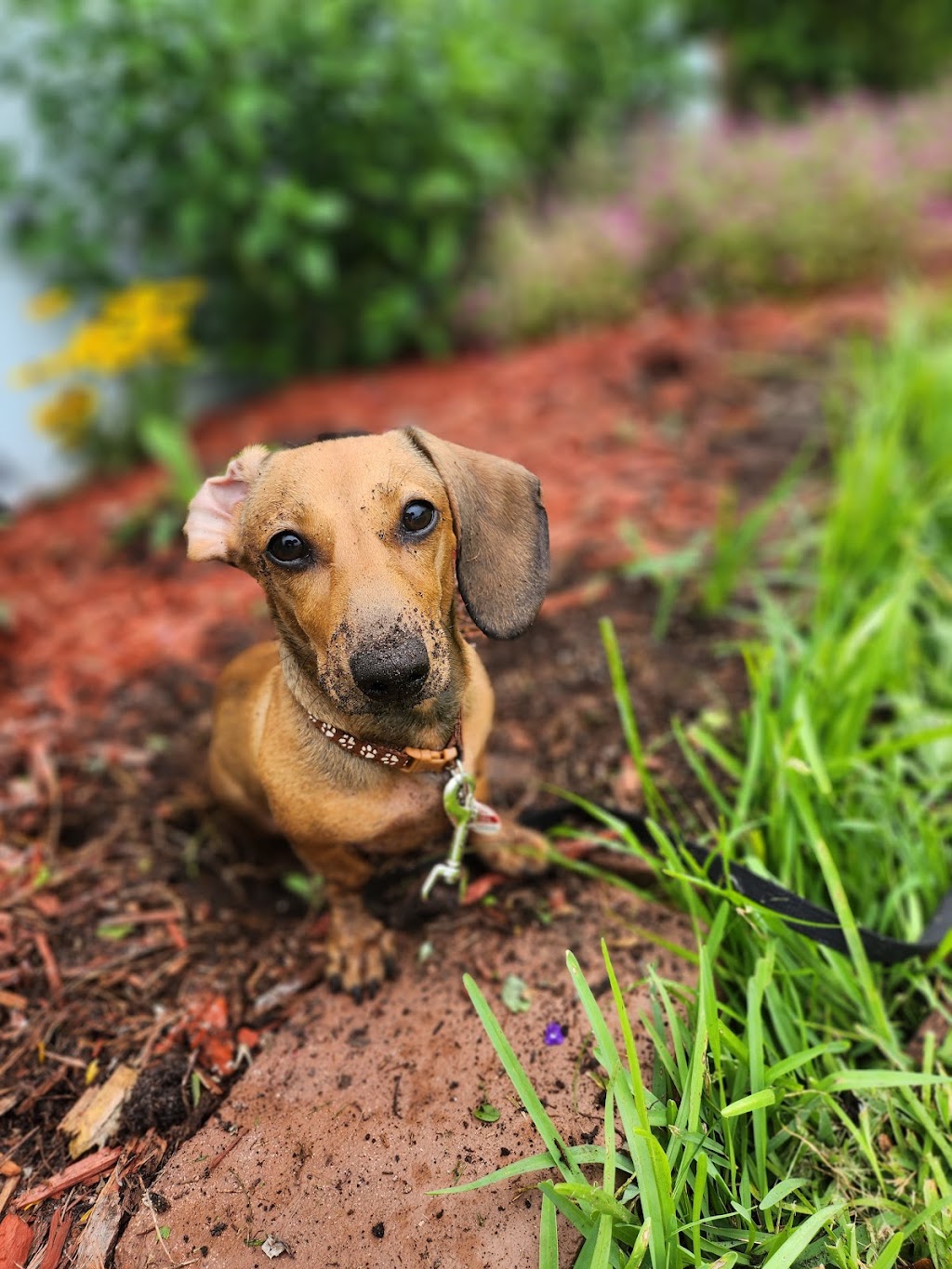 Darling Doxie Dogs | 14441 SW 285th St, Homestead, FL 33033, USA | Phone: (305) 297-2444