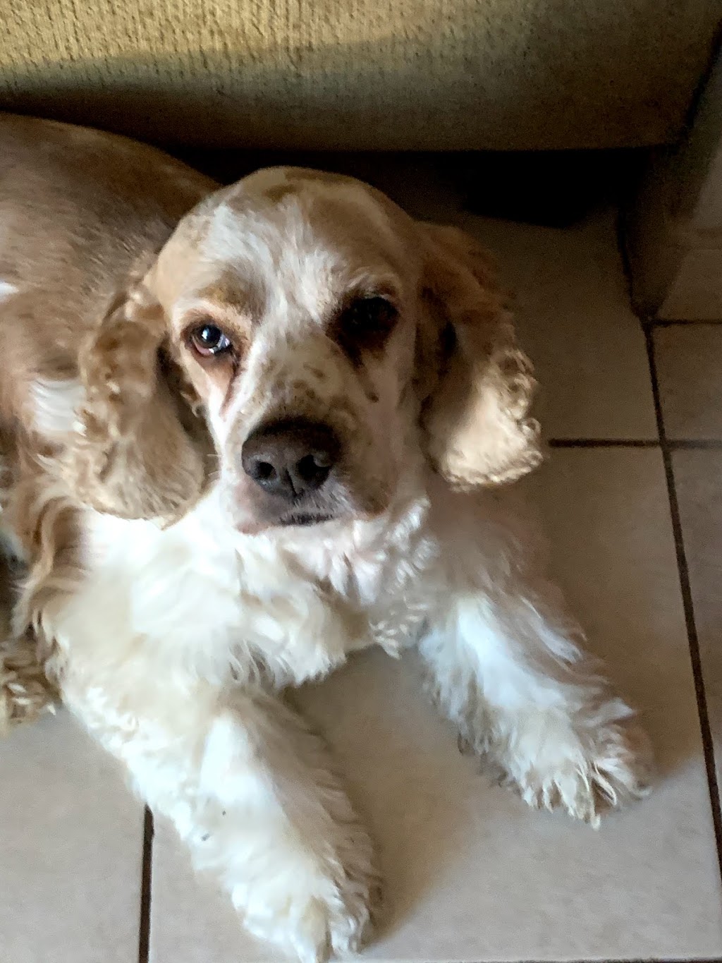 South Gate Dog - Cat Hospital | 3737 Tweedy Blvd, South Gate, CA 90280, USA | Phone: (323) 564-6913
