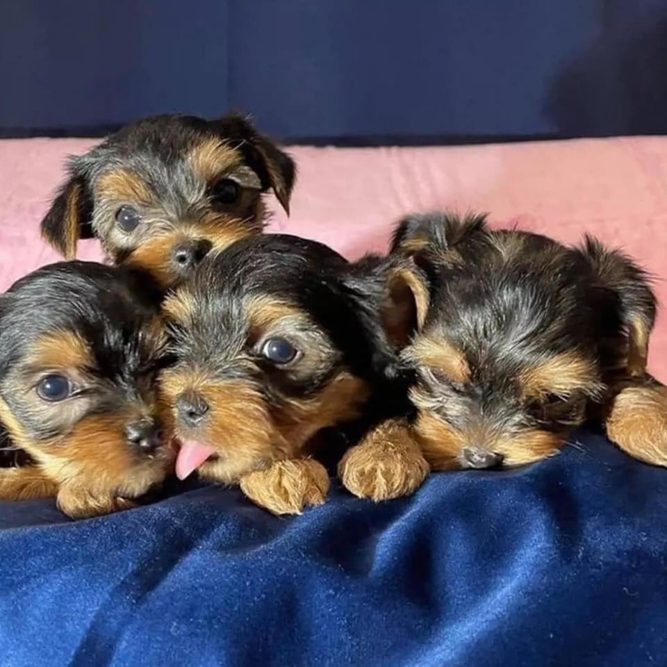 Adorable Pug Puppies For Adoption | 1441 Congress Lake Rd, Mogadore, OH 44260, USA | Phone: (682) 302-0715