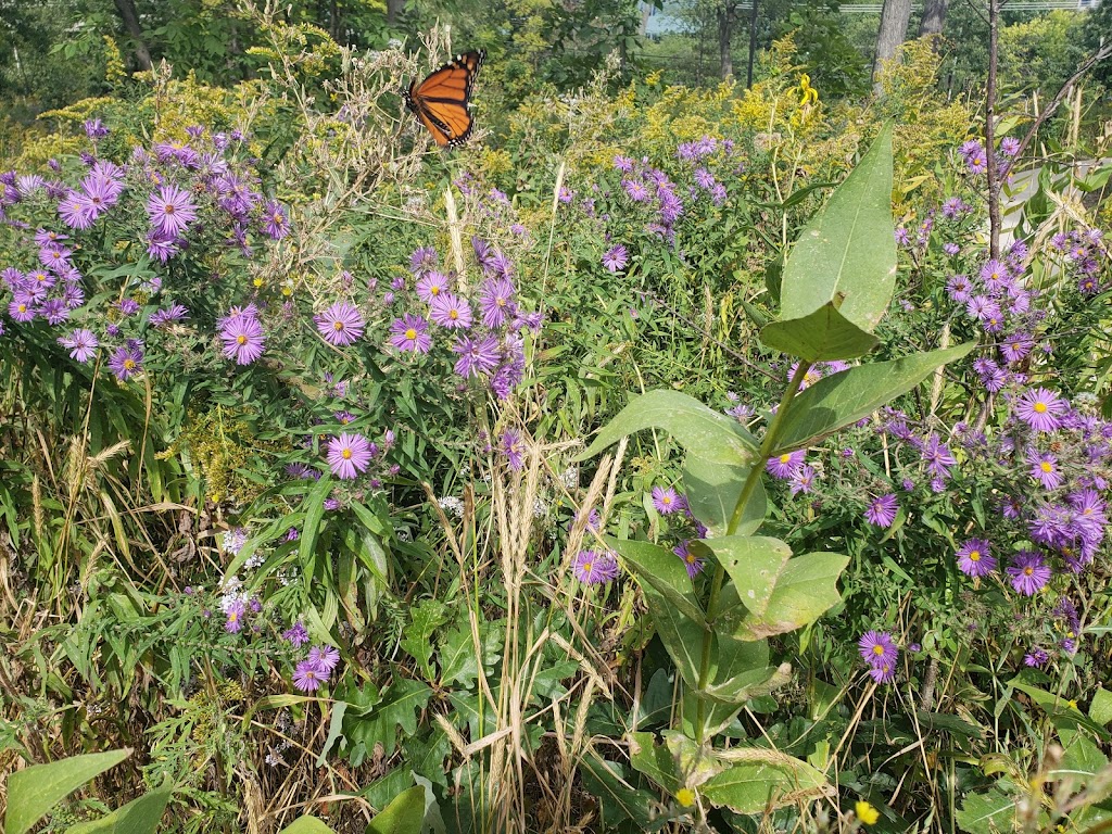 Lyman Woods & William F. Sherman, Jr. Interpretive Center | 901 31st St, Downers Grove, IL 60515, USA | Phone: (630) 963-9388