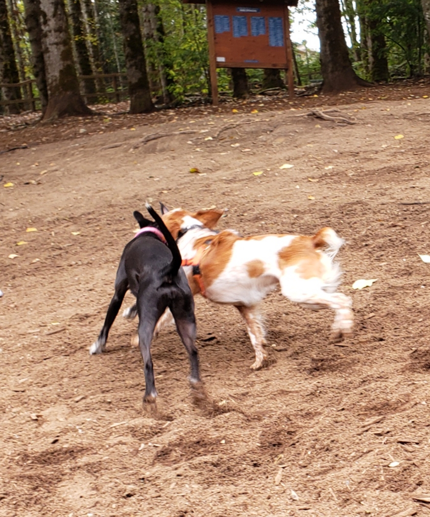 Jaspers Dog Park | 11225 NE 120th St, Kirkland, WA 98034, USA | Phone: (425) 587-3300