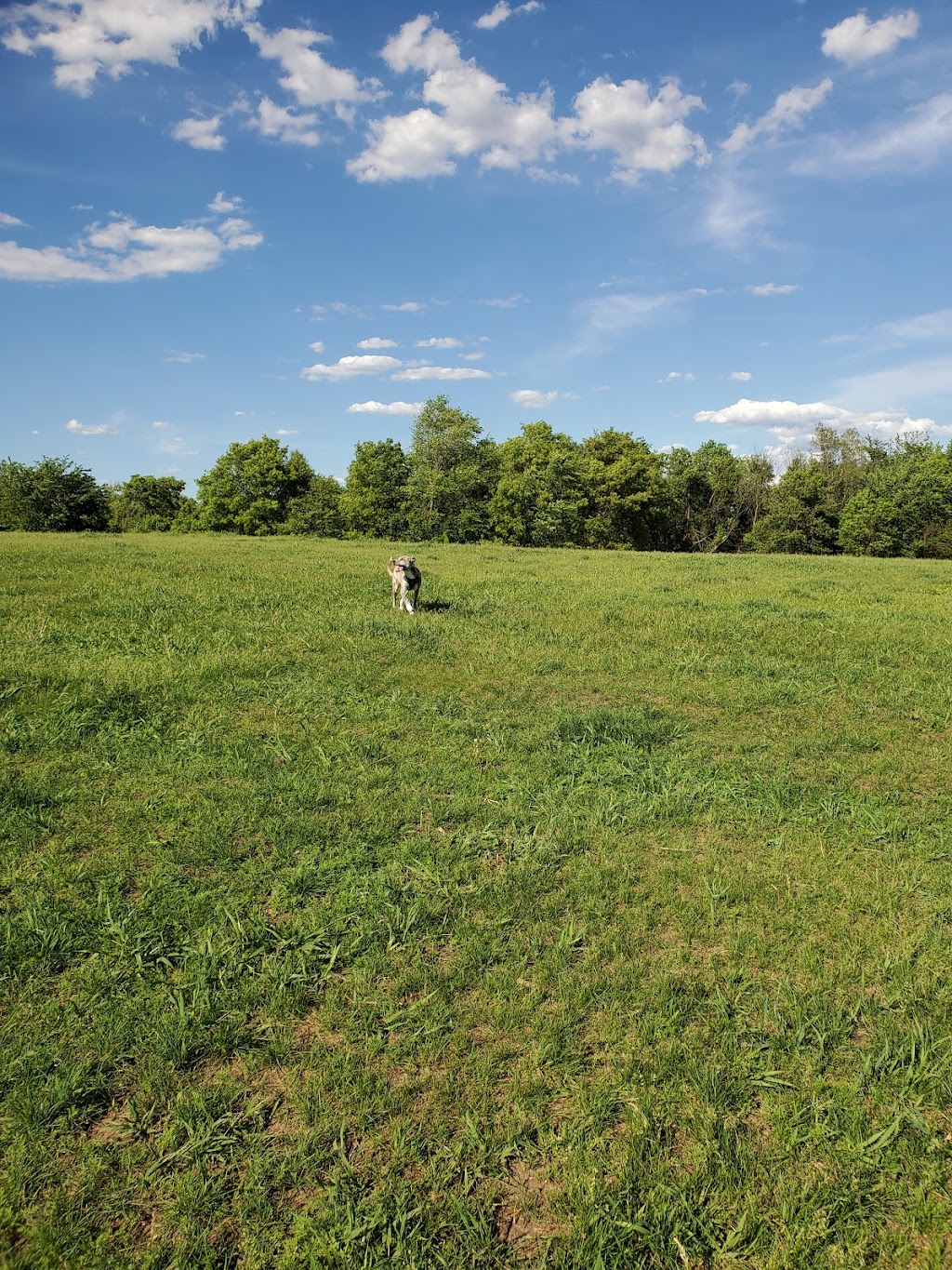 Bloomington Off-leash Dog Park | Nesbitt Ave S & West 110th Street, Bloomington, MN 55438, USA | Phone: (952) 563-8877