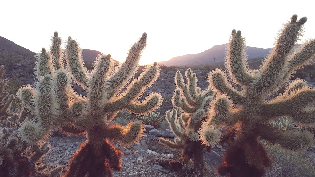 Tamarisk Grove Campground | Anza Borrego Desert State Park, 5960 Yaqui Pass Rd, Julian, CA 92036, USA | Phone: (760) 767-4205