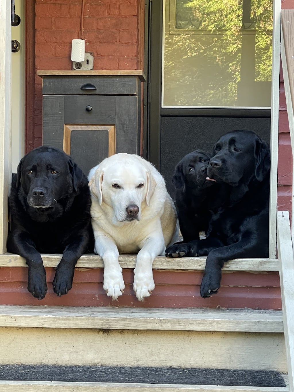 Dogs Retreat | 898 Troy-Schenectady Rd, Latham, NY 12110, USA | Phone: (518) 698-2873