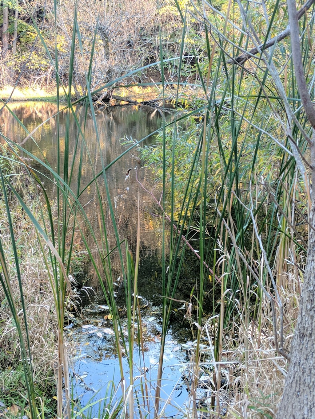 Clarence Escarpment Sanctuary | 9575 Greiner Rd, Clarence, NY 14031 | Phone: (716) 741-8927