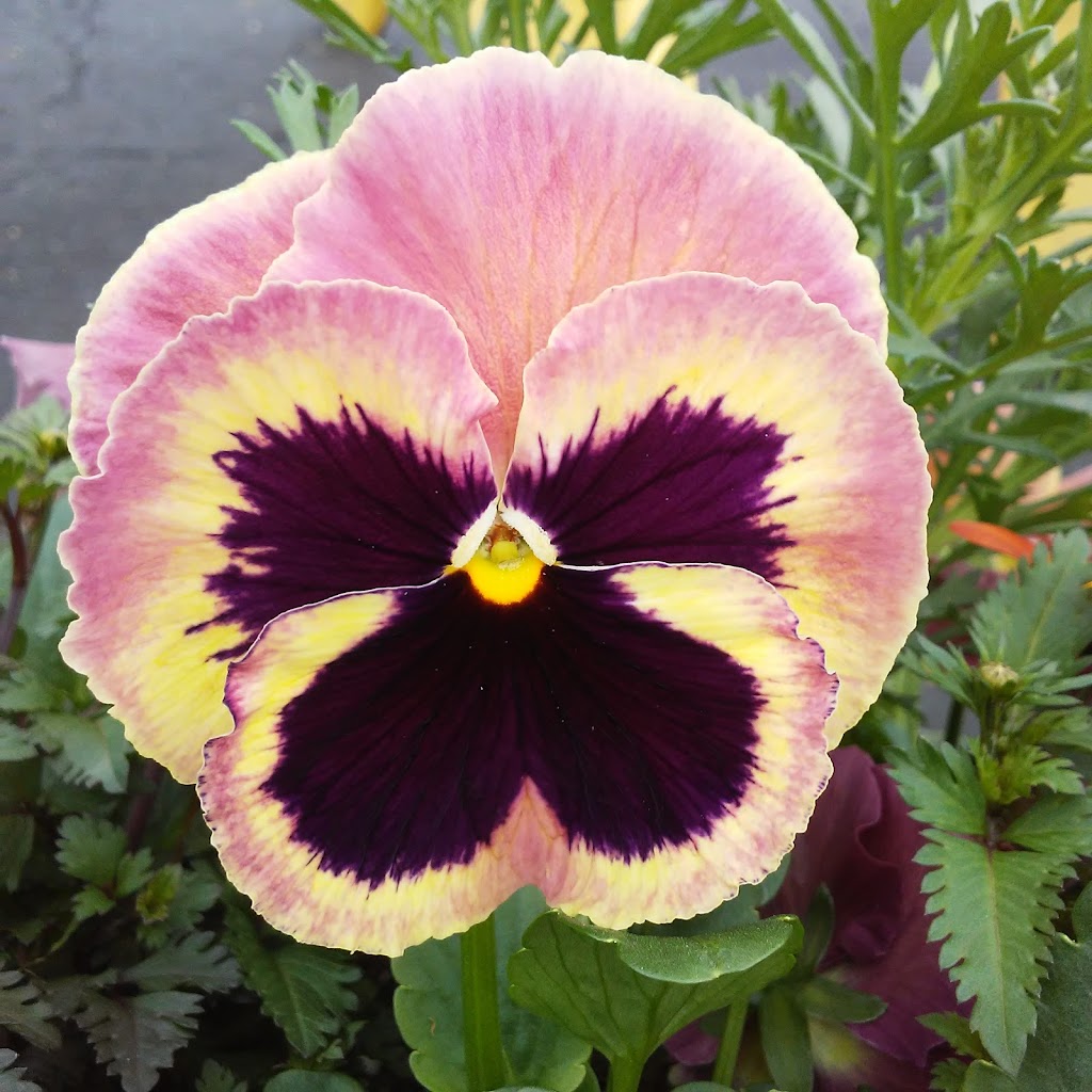 Tammys Flower Garden | 1583 W Pearce Blvd, Wentzville, MO 63385, USA | Phone: (636) 639-6004