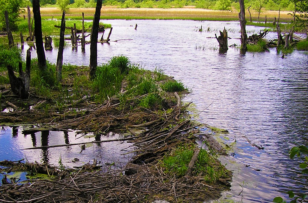 Seminary Fen Scientific and Natural Area (SNA) | Pioneer Trail, Chaska, MN 55318, USA | Phone: (651) 259-5800