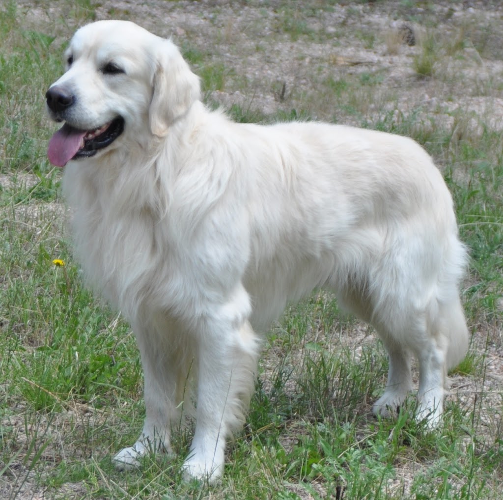 Mountain Pine Goldens | 1147 Canyon Estates Road, Penrose, CO 81240, USA | Phone: (719) 213-7773