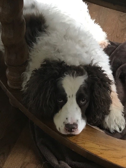 GINAS HAPPY HOUND. | 2412 Ferguson Rd, Allison Park, PA 15101, USA | Phone: (412) 486-5508