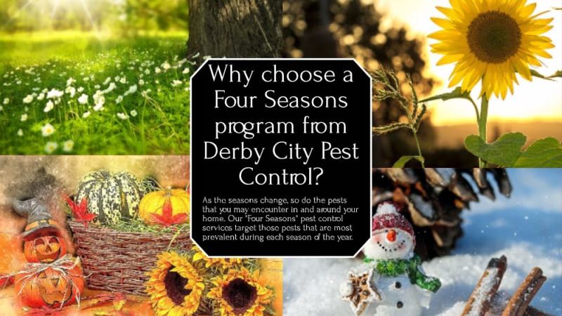 Derby City Pest Control | 160 Hamilton Ct, Louisville, KY 40229, USA | Phone: (502) 905-4174