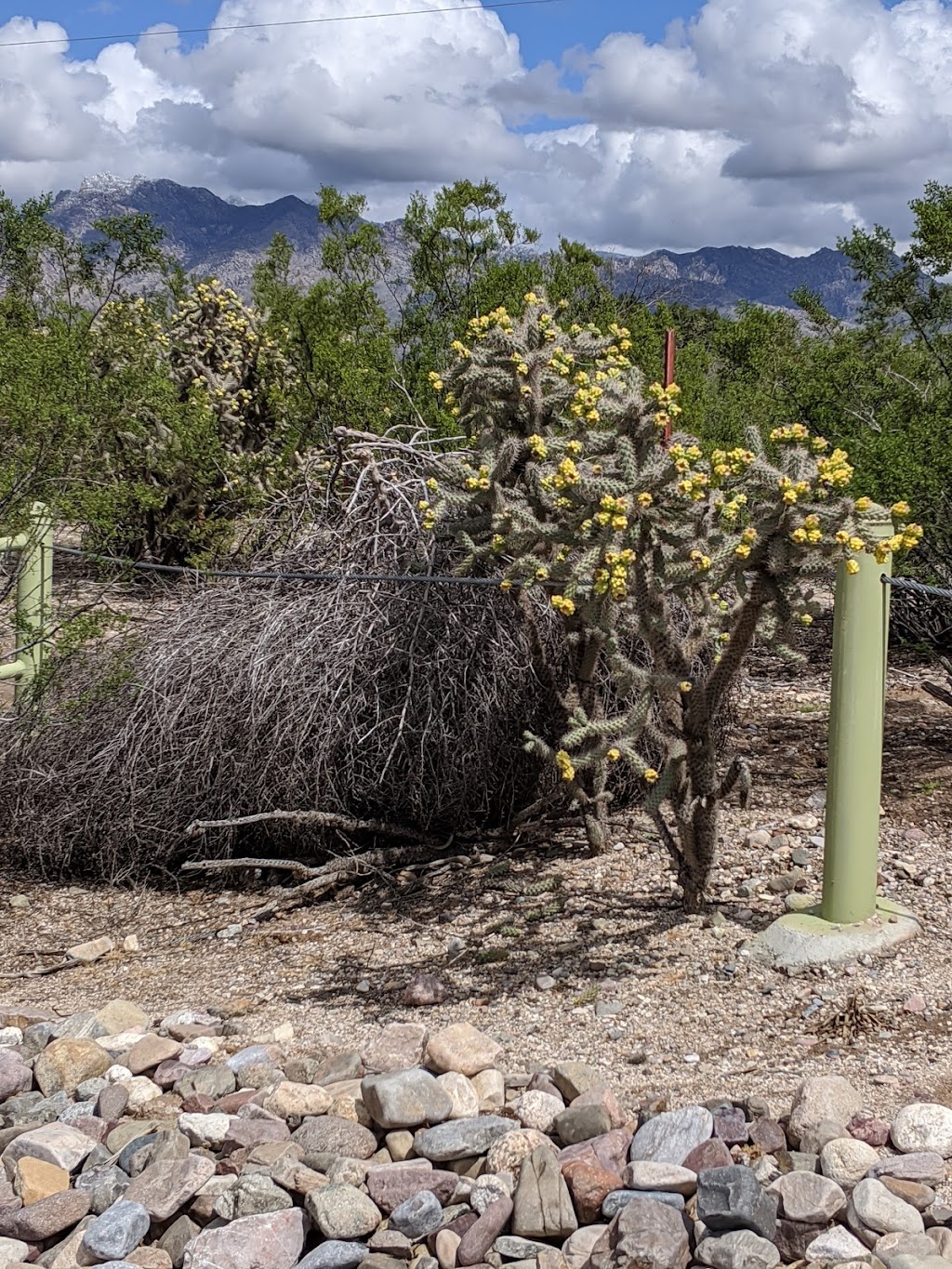 The Chuck Huckelberry Loop | 4288 Diamond St Loop, Tucson, AZ 85718, USA | Phone: (520) 724-5000