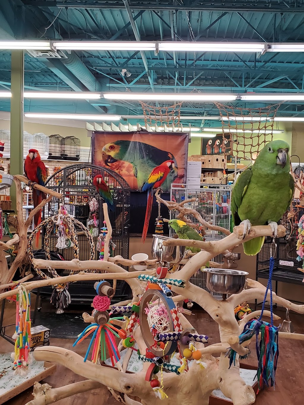 Varietees Exotic Bird Store | 60 Meramec Valley Plaza, Valley Park, MO 63088 | Phone: (636) 225-2473