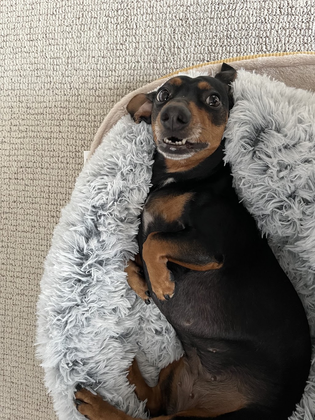 Melrose Veterinary Hospital | 1680 S Melrose Dr #104, Vista, CA 92081, USA | Phone: (760) 727-5151