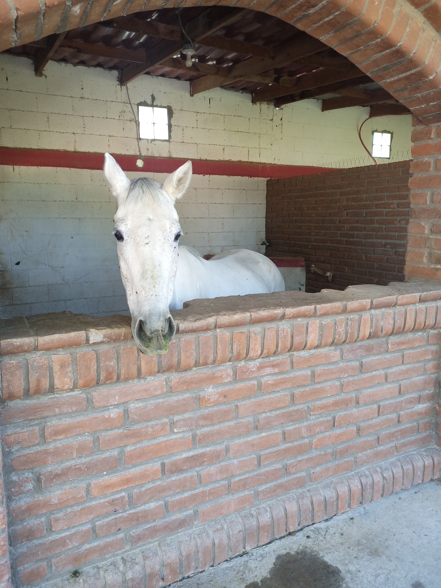 Rancho El Capricho, Samalayuca, Chihuahua, México | Samalayuca Kilómetro 33.5, 32730 Ciudad Juárez, Chih., Mexico | Phone: 656 176 8981