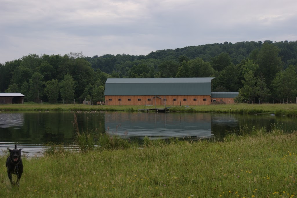 Boyd Family Ranch | 8448 N Otto Rd, Cattaraugus, NY 14719, USA | Phone: (716) 713-1699