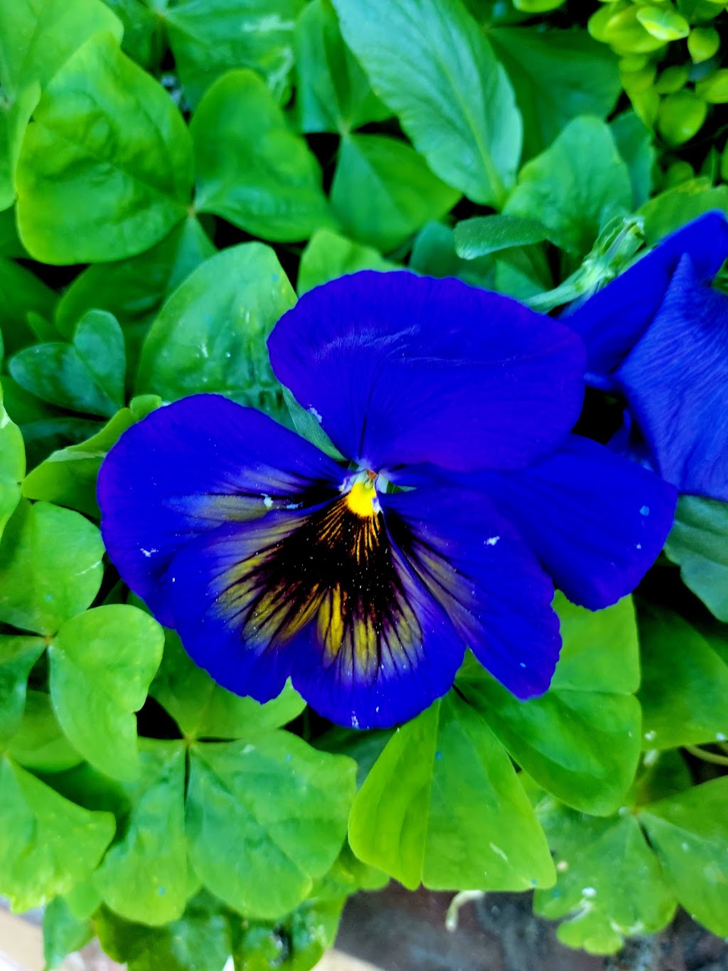 Maple Valley Buds & Blooms | 23220 Maple Valley Black Diamond Rd SE #11, Maple Valley, WA 98038, USA | Phone: (425) 432-1229