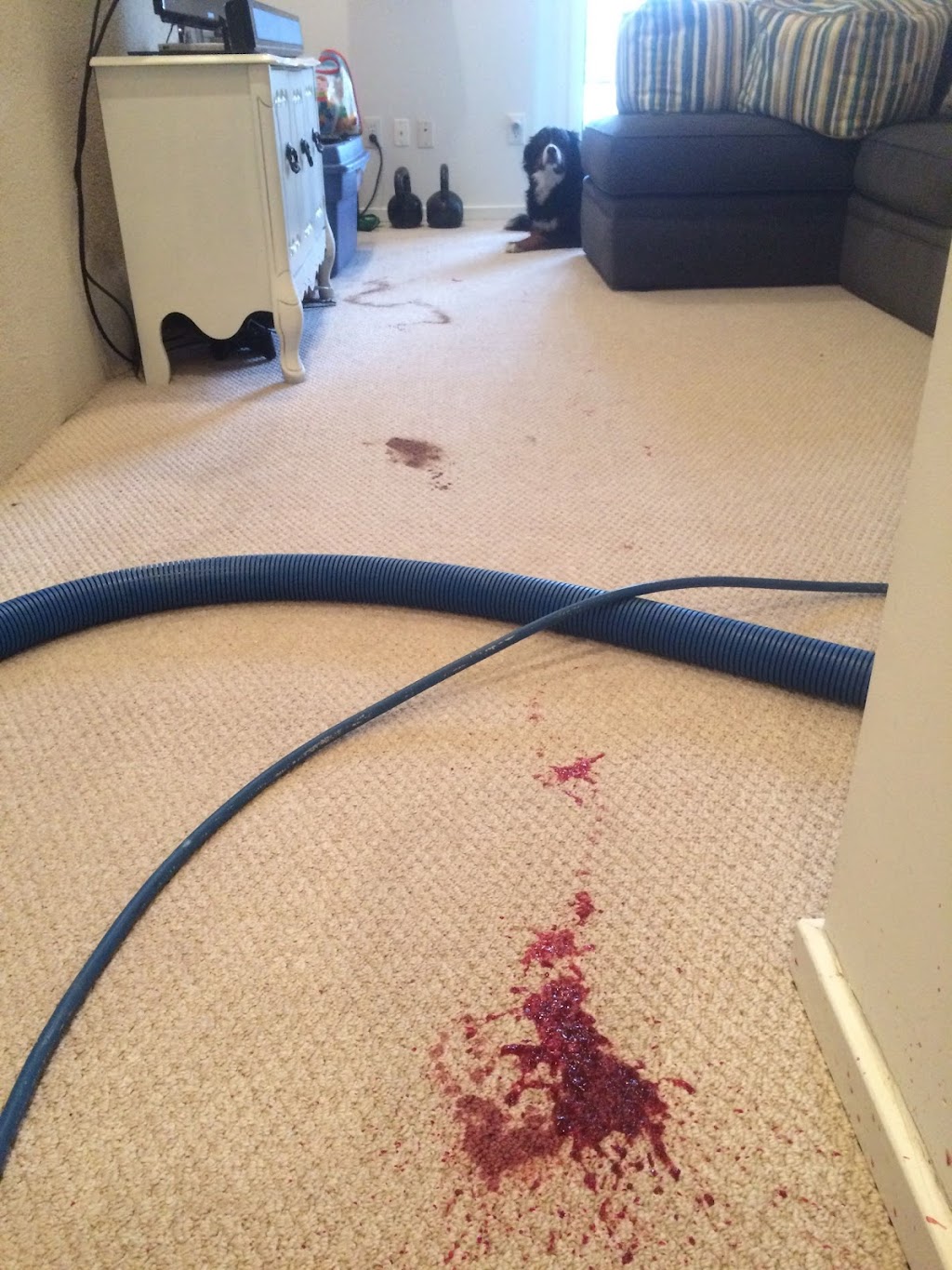 Dirt Blasters Carpet Cleaning | 6637 Ridge Moore Dr NW, Atlanta, GA 30360, USA | Phone: (404) 403-0045