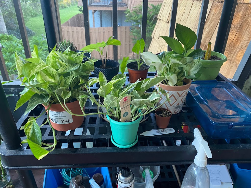 Central Florida PlantLife, LLC | 119 Moonstone Ct, Port Orange, FL 32129, USA | Phone: (386) 451-8348