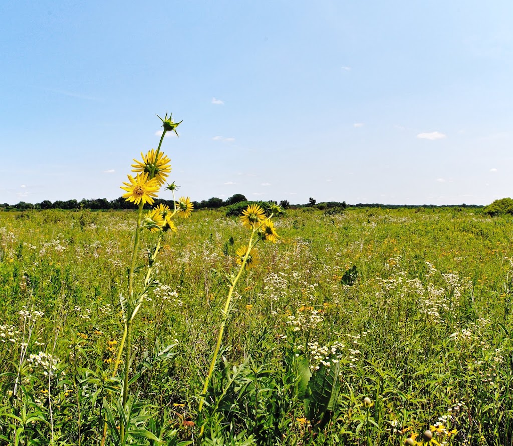 Snapper Prairie State Natural Area | W7480 Prairie Ln, Lake Mills, WI 53551, USA | Phone: (608) 255-2473