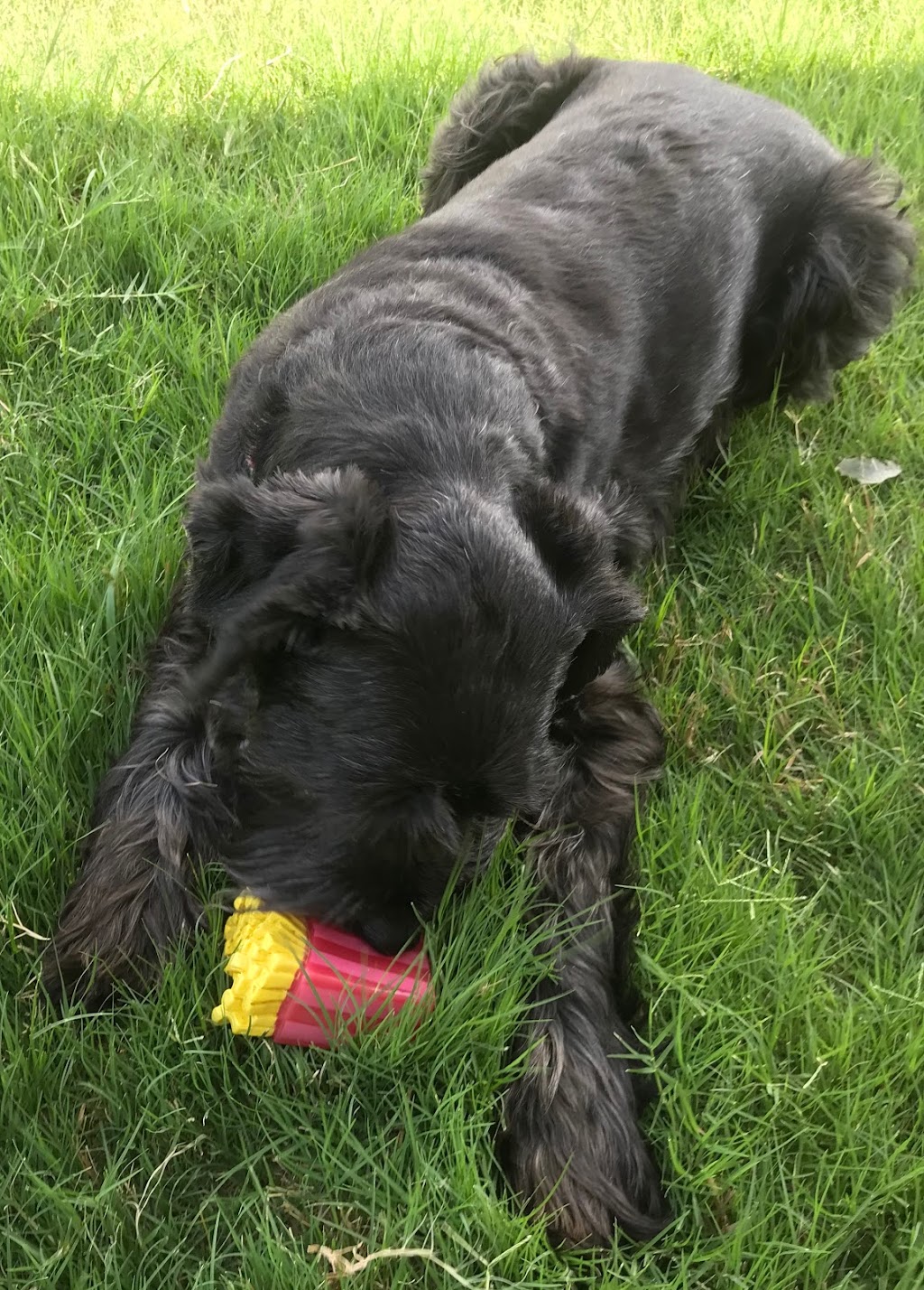 Parker Sitting - North Texas Dog Sitter | 1418 Feather Crest Dr, Krum, TX 76249, USA | Phone: (940) 255-1675