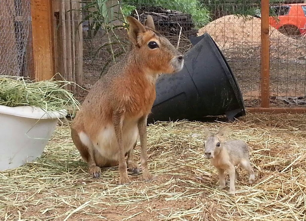 Tucson Petting Zoo and Funny Foot Farm | 2405 W Wetmore Rd, Tucson, AZ 85705, USA | Phone: (520) 399-6555