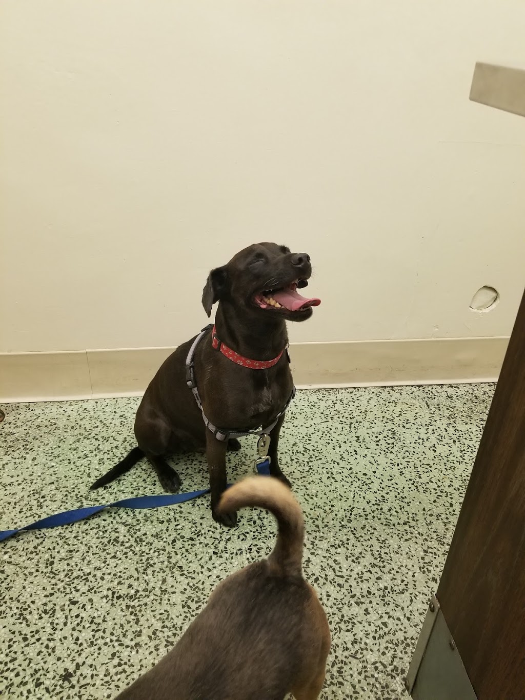 South Gate Dog - Cat Hospital | 3737 Tweedy Blvd, South Gate, CA 90280, USA | Phone: (323) 564-6913