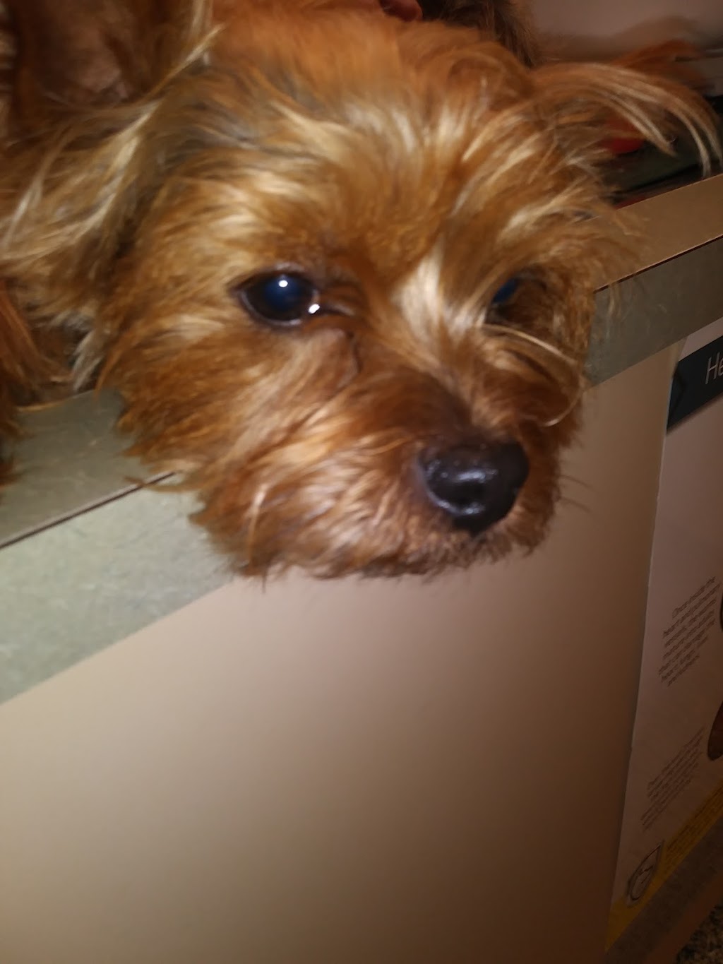 Small Paws Veterinary Clinic | 1505 N Road St, Elizabeth City, NC 27909, USA | Phone: (252) 384-0109