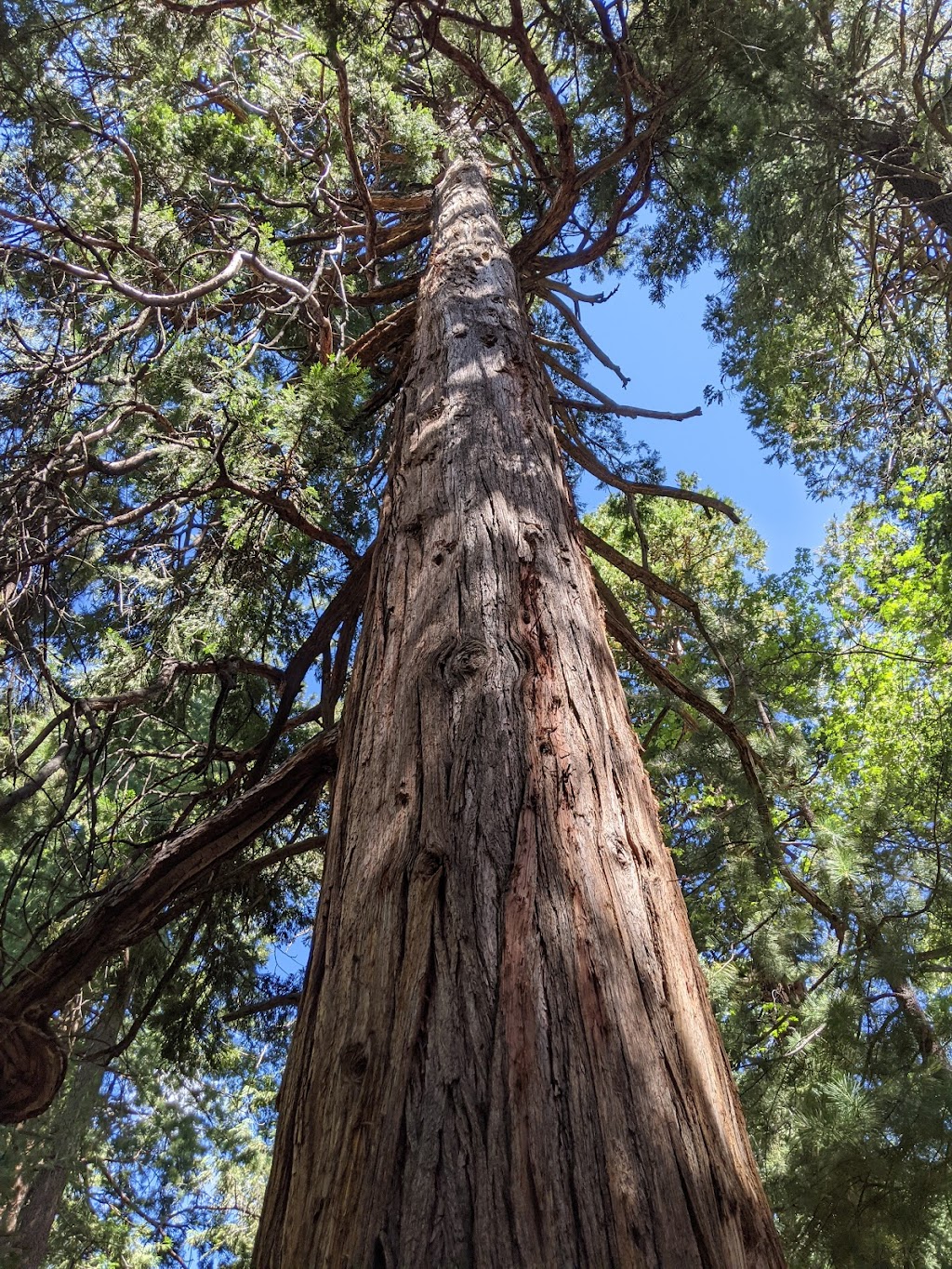 Ernie Maxwell Scenic Trail 3E07 | Fern Valley Rd, Idyllwild-Pine Cove, CA 92549, USA | Phone: (909) 382-2921