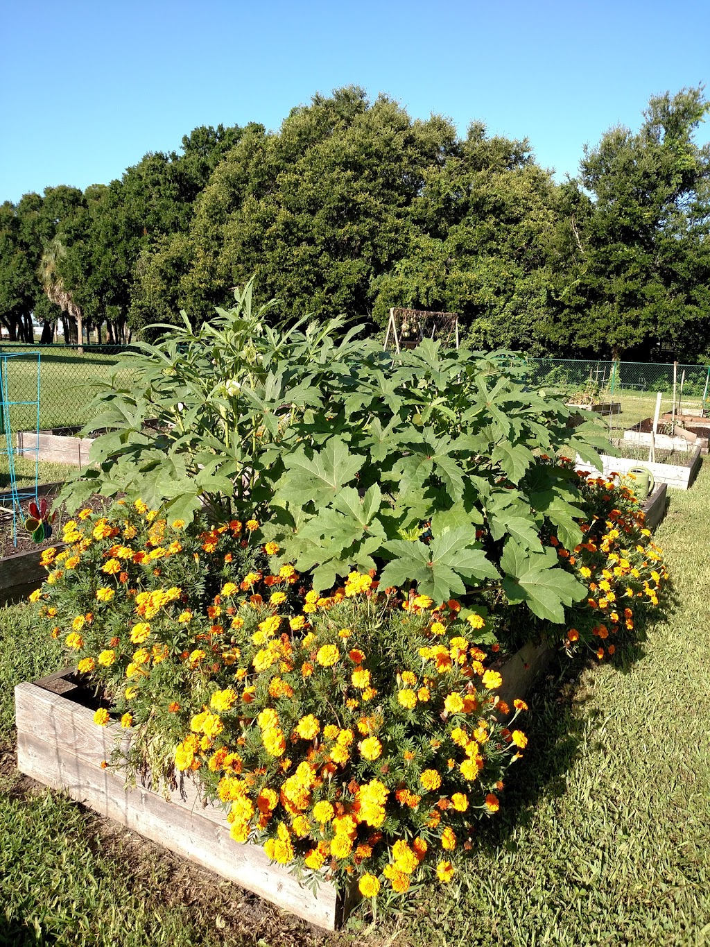 Oldsmar Organic Community Garden | 423 Lafayette Blvd, Oldsmar, FL 34677, USA | Phone: (727) 804-4028