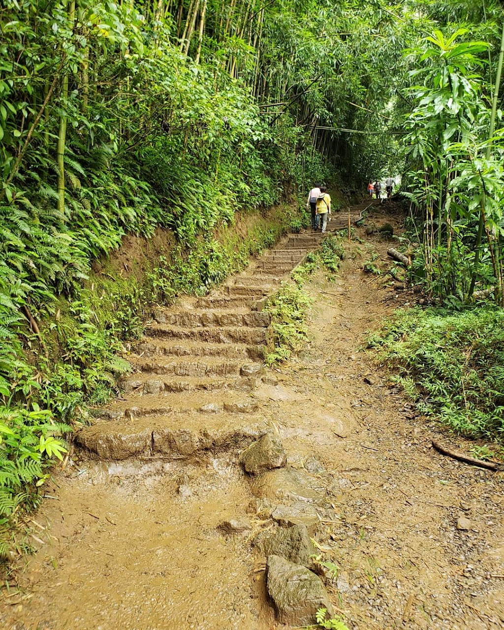 Manoa Falls | 37 Manoa Rd, Honolulu, HI 96822, USA | Phone: (808) 973-9782