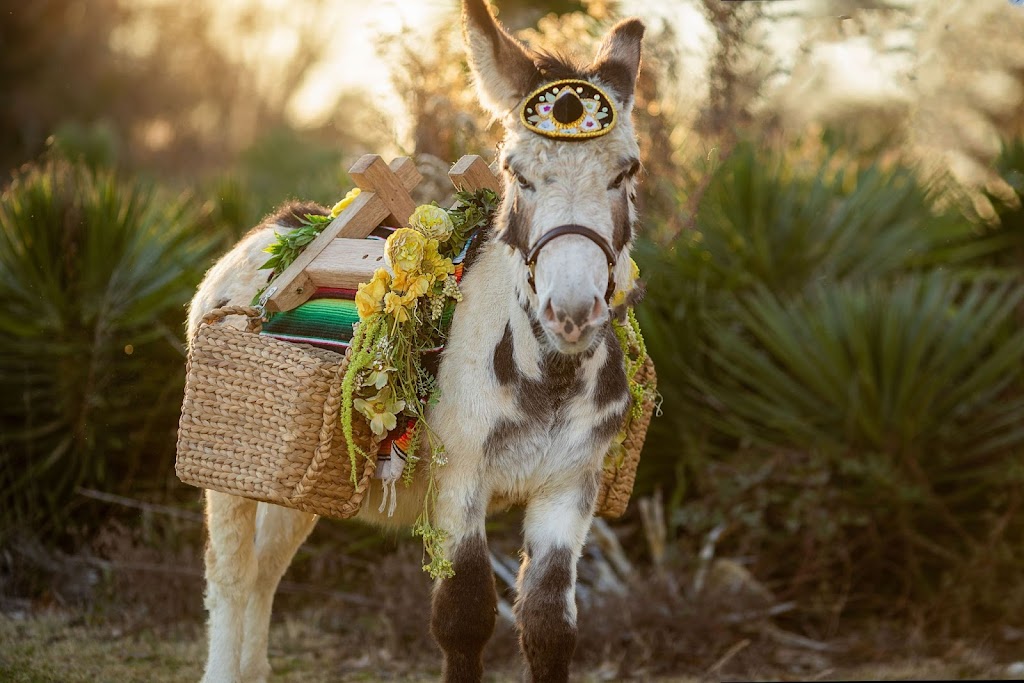 Air Ponies- Beer Donkeys | 11470 Gordon Ln, Mabank, TX 75147, USA | Phone: (469) 441-1994