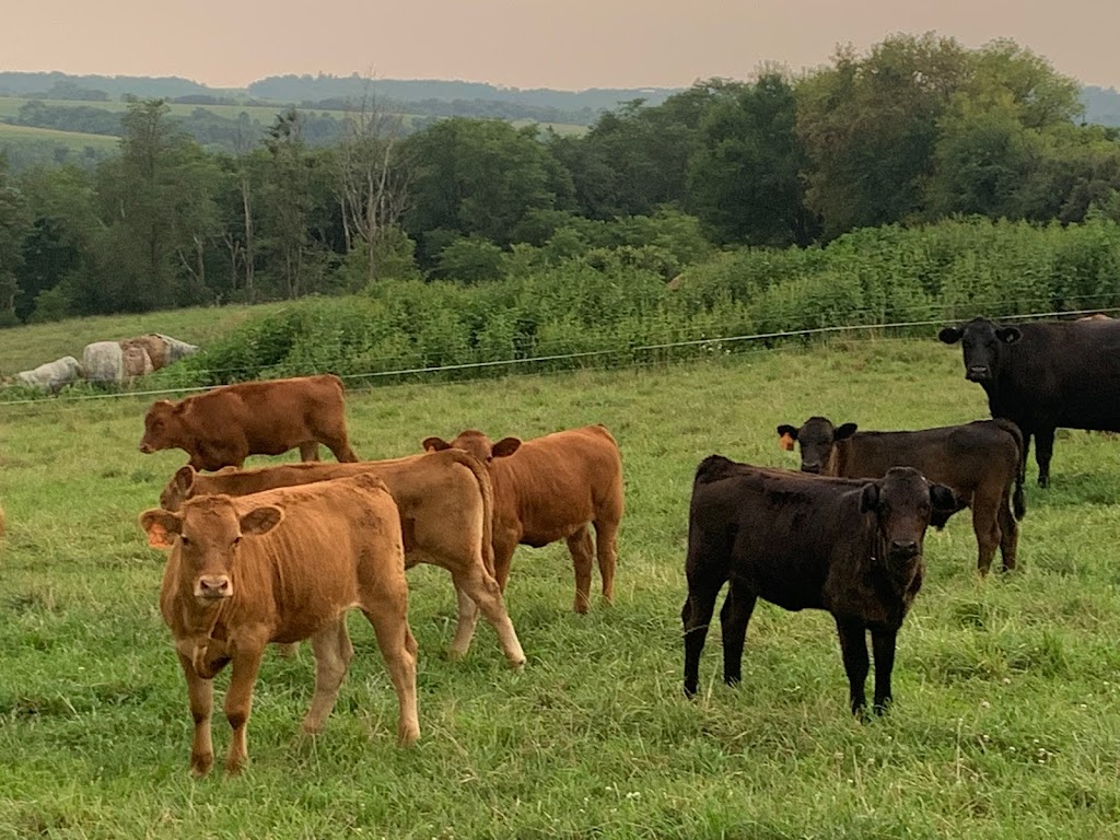 Brunkeberg Kviteseid Farms/Generations Beef | 385 County Hwy H, Mt Horeb, WI 53572, USA | Phone: (608) 291-6230