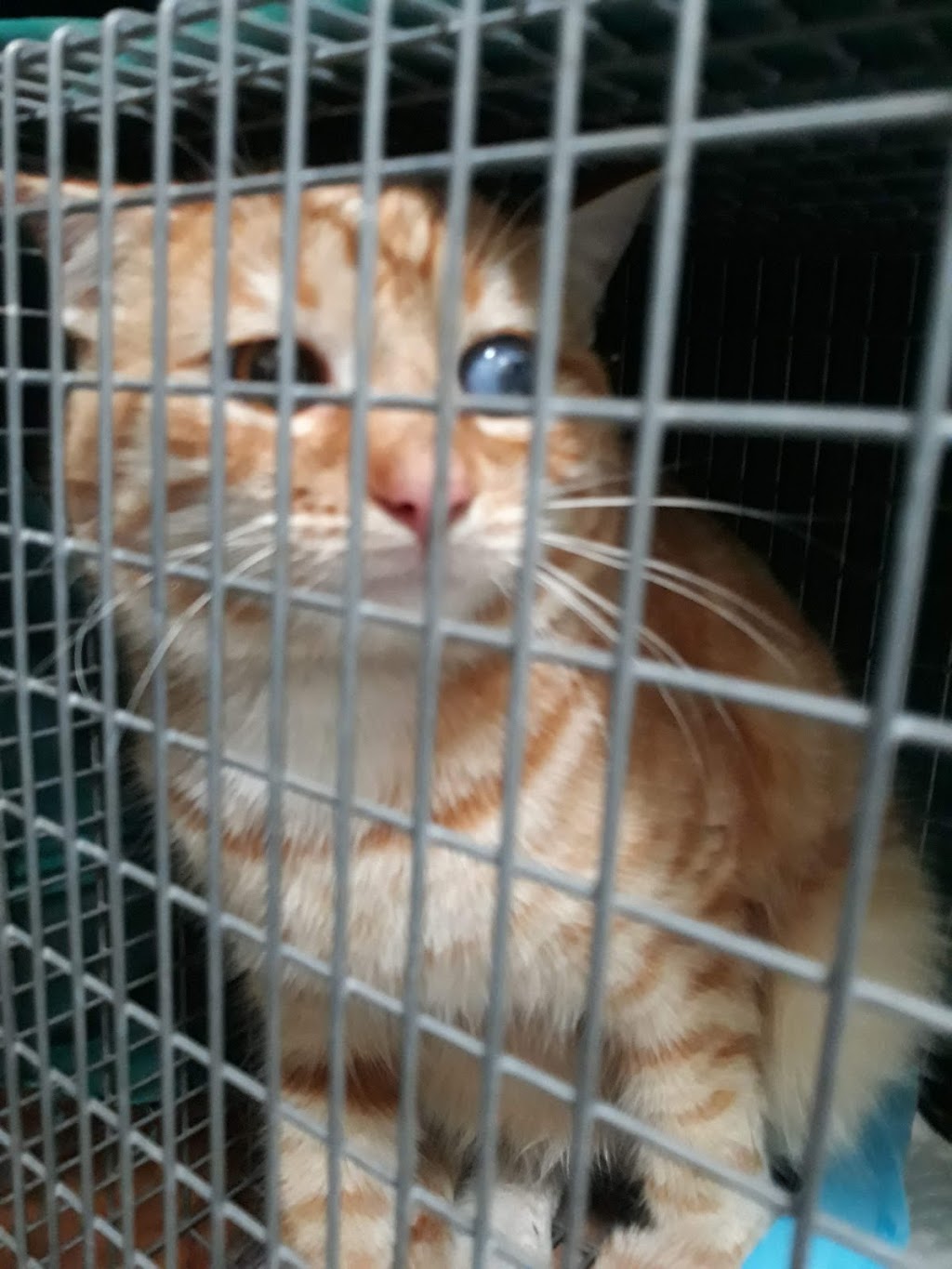 Non Profit Spay & Neuter Clinic | 1315 W Olive Ave, Porterville, CA 93257, USA | Phone: (559) 615-1116