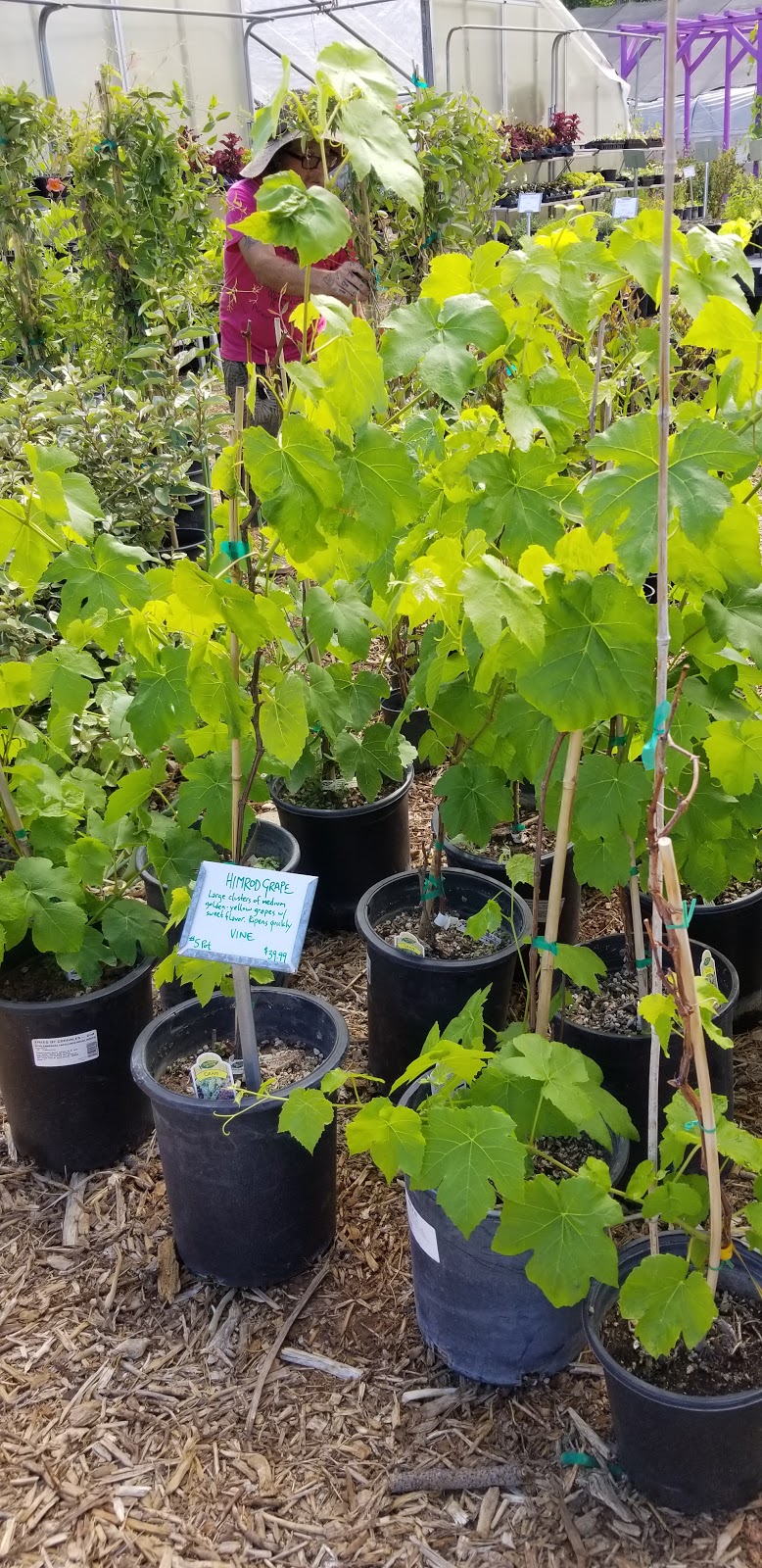 Albuquerque Water Gardens & Nursery | 1800 Candelaria Rd NW, Albuquerque, NM 87107, USA | Phone: (505) 246-8278