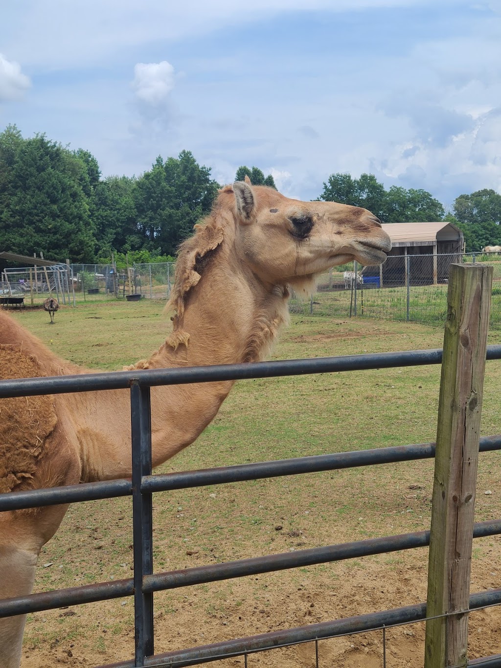 Animal Ed.ventures Sanctuary: Earth-Speak Park | 1489 Live Oak Rd, Coats, NC 27521, USA | Phone: (910) 897-1555