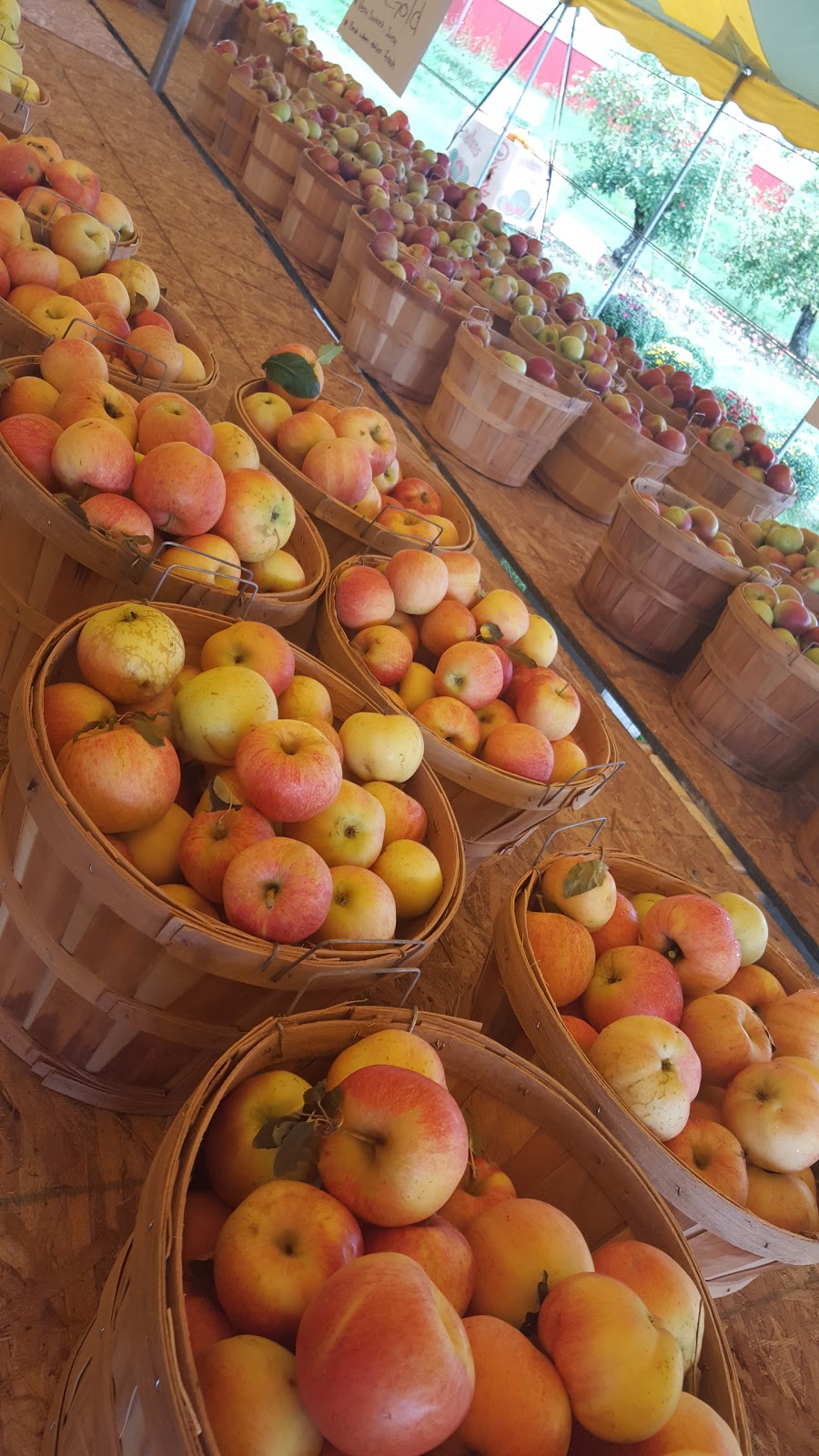 Phils U-Pick Apple Orchard | 760 N 500 W, Huntington, IN 46750, USA | Phone: (260) 388-1832